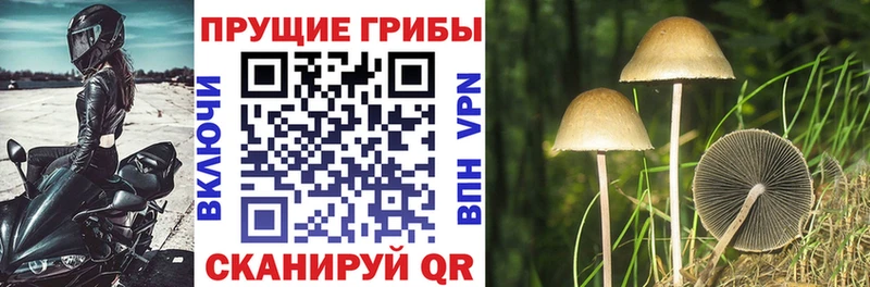 Купить  Октябрьск  Псилоцибиновые грибы Cubensis 